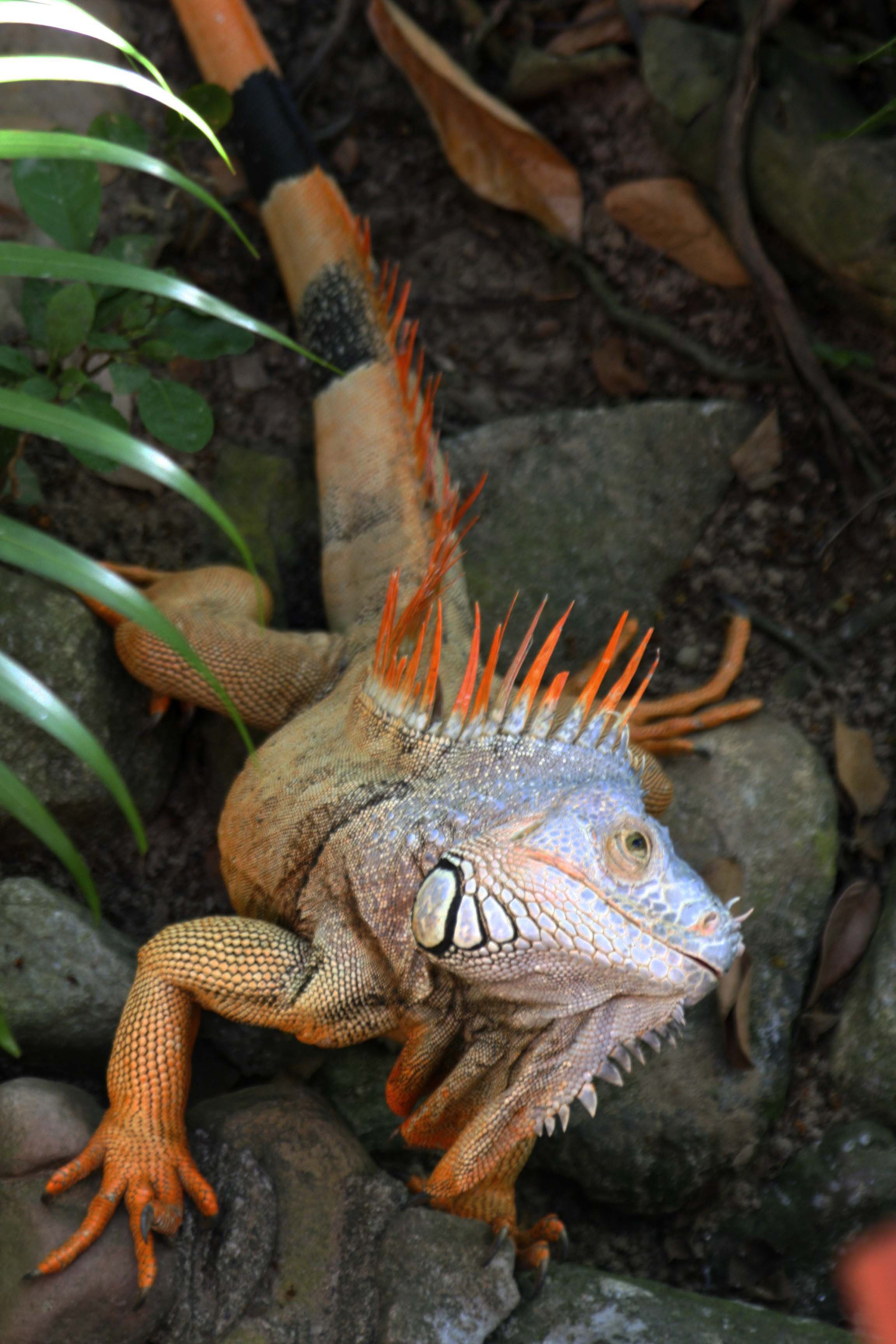 iguana orange