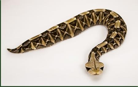 Of all of Liberia's snakes, the Cassava Snake was the most deadly.(Google image)