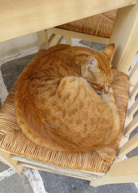And a cat confiscated a cafe chair for its mid day snooze.