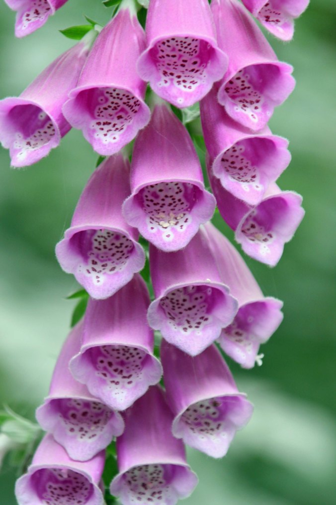 It never hurts to complete a blog with a pretty flower. We found this Foxglove growing in Olympic National Park.