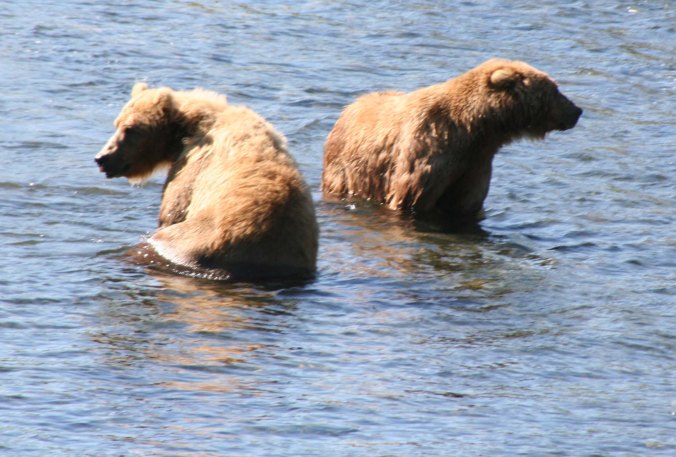 Kodiak bears tend to be solitary animals but do come together when abundant food is available. 