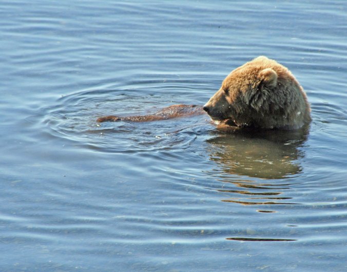 Kodiak Bear cools off in the Frazer River.
