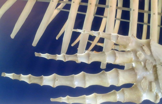Grey Whales rib cage and hands, oh, I mean fins. Is there any question about a whale's mammal ancestry...