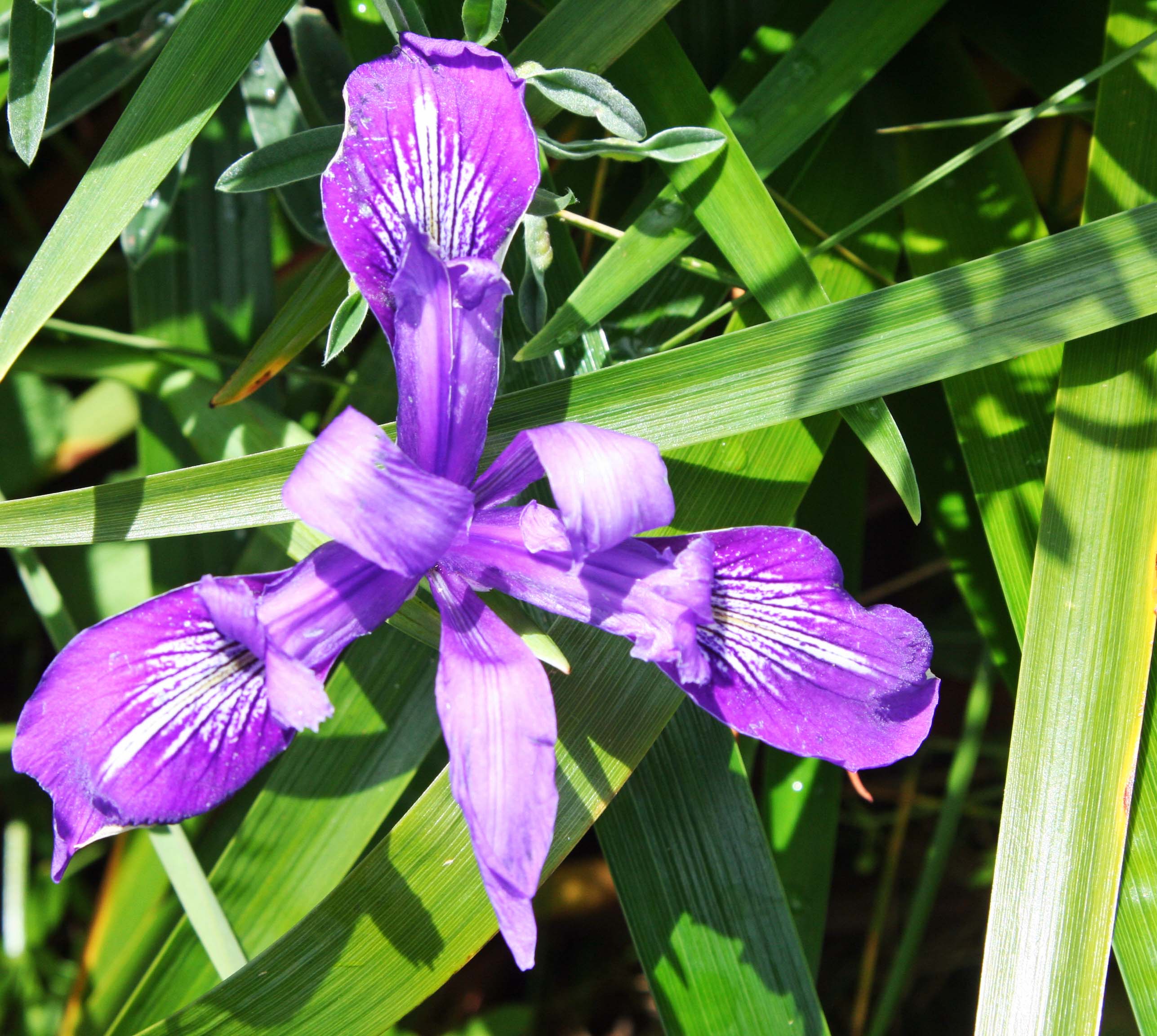 Iris growing near South Beach, Pt. Reyes National Seashore. Photo taken by Curtis Mekemson.
