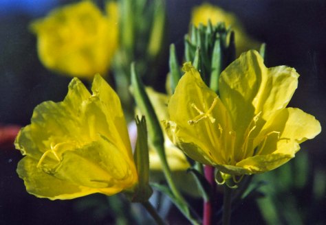 Evening Primrose found near the Effie Yeaw Nature Center on the American River Parkway. Photo by Curtis Mekemson.