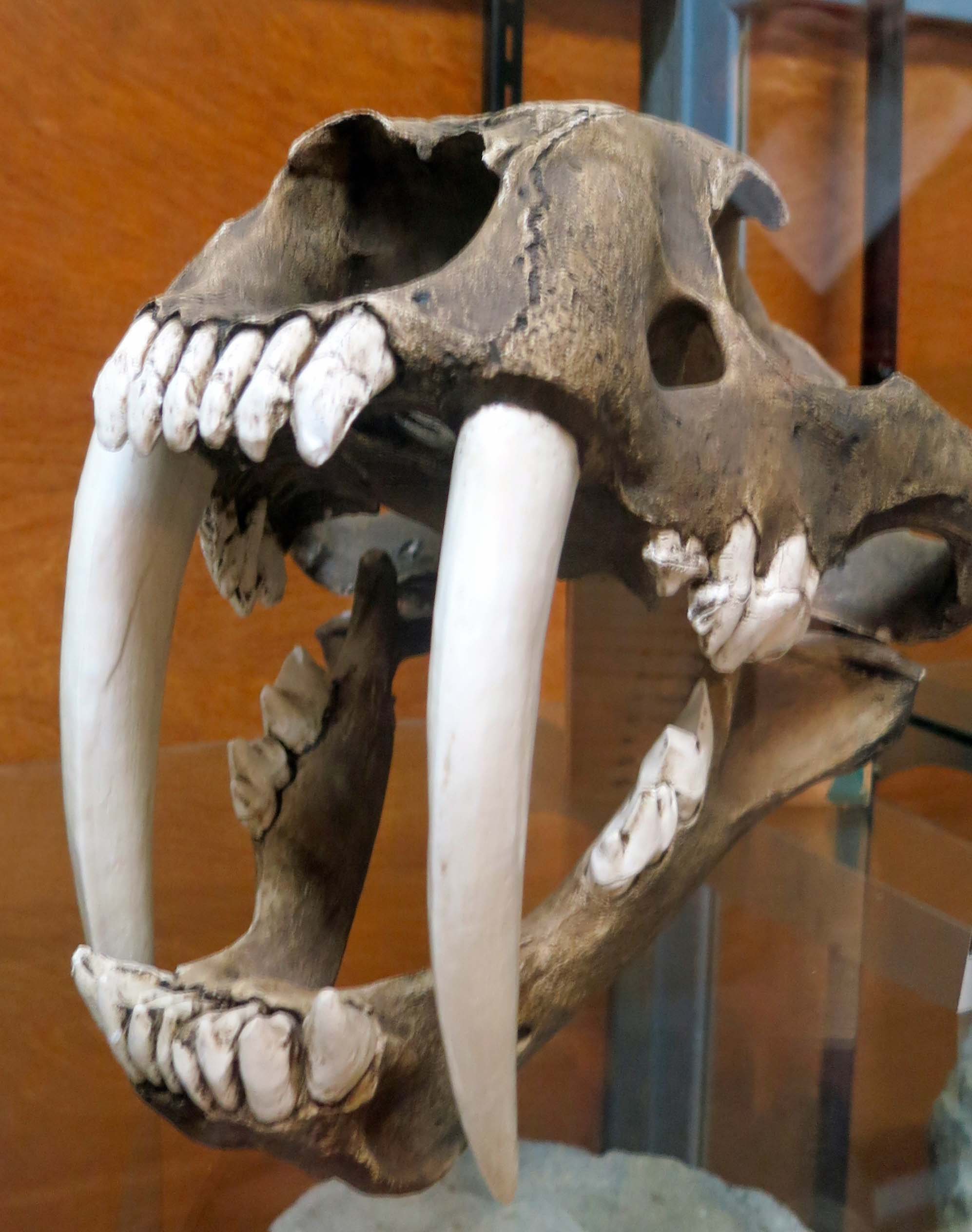 Speaking of bad, check out the canines on this Saber toothed kitty. 
