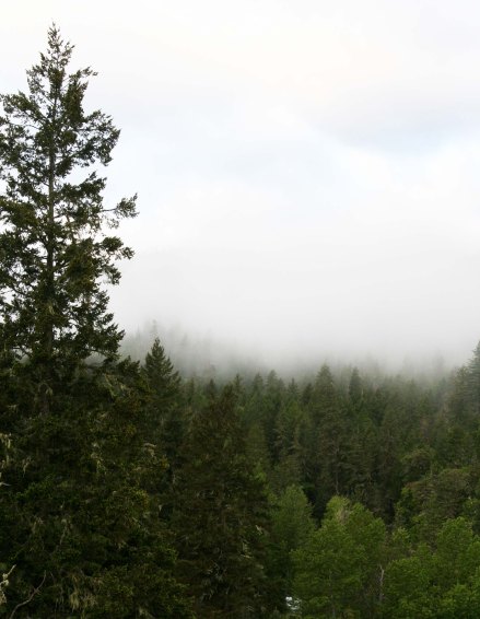 It isn't hard to imagine Bigfoot prowling around in the forest when you look out our front window on a misty morning.