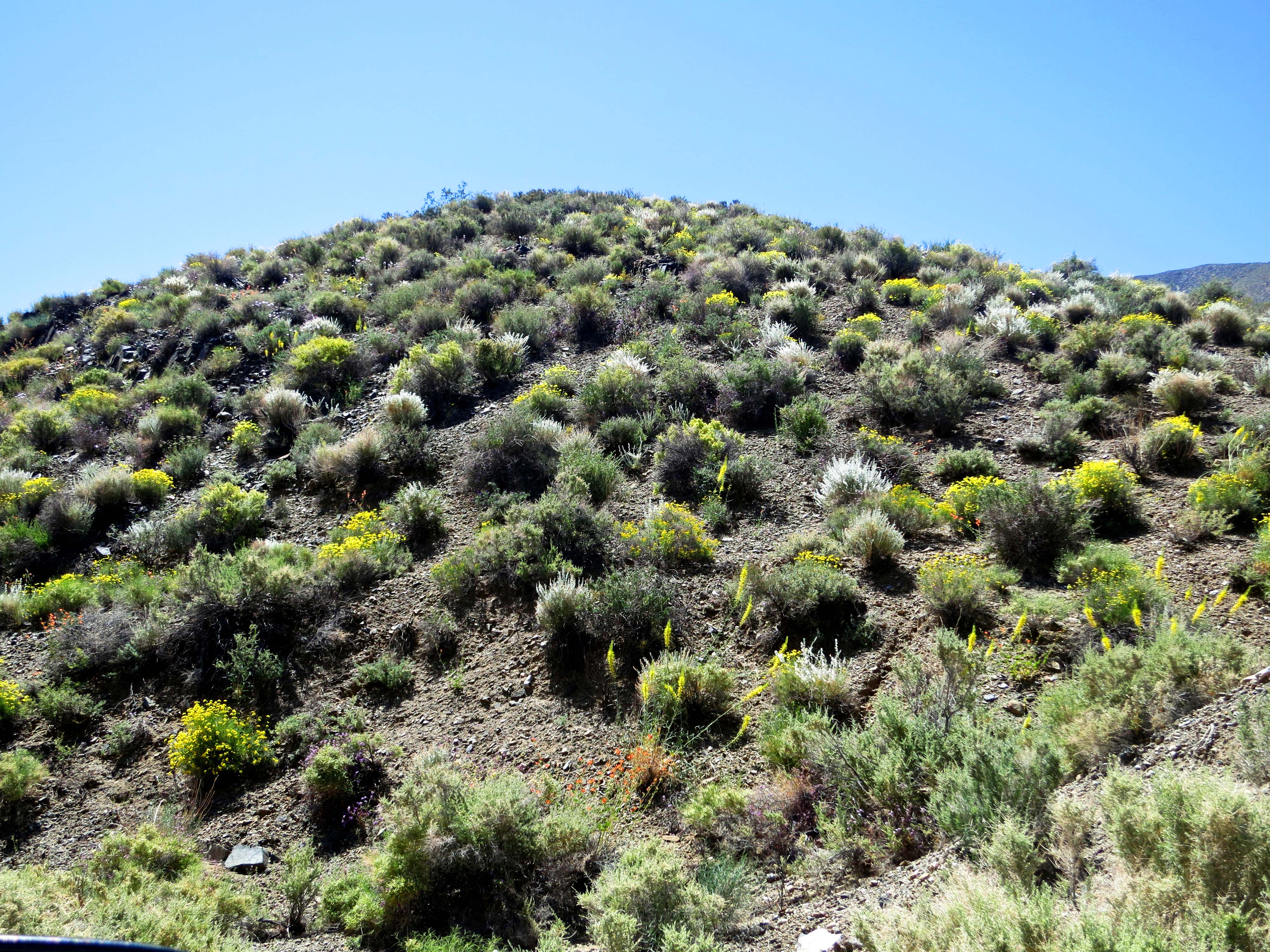 Hill covered with flowers in the Panamint Range of Death Valley.