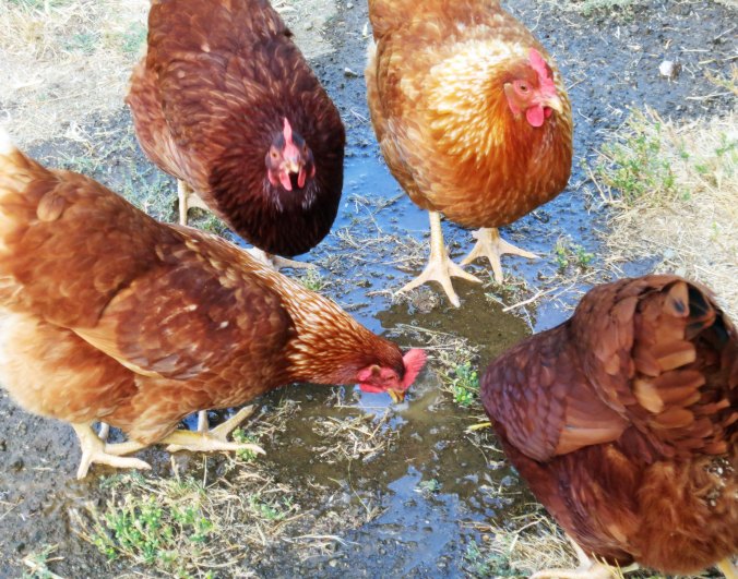 Four golden sex linked chickens.