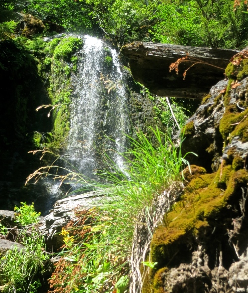 A waterfall in Mt. Rainier National Park. Photo by Curtis Mekemson.
