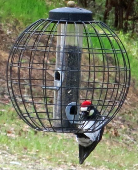 Acorn woodpecker in Applegate Valley.