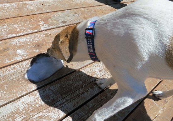 It wasn't only people who had fun at the goat feast, This dog made quick work of some spilled beer.