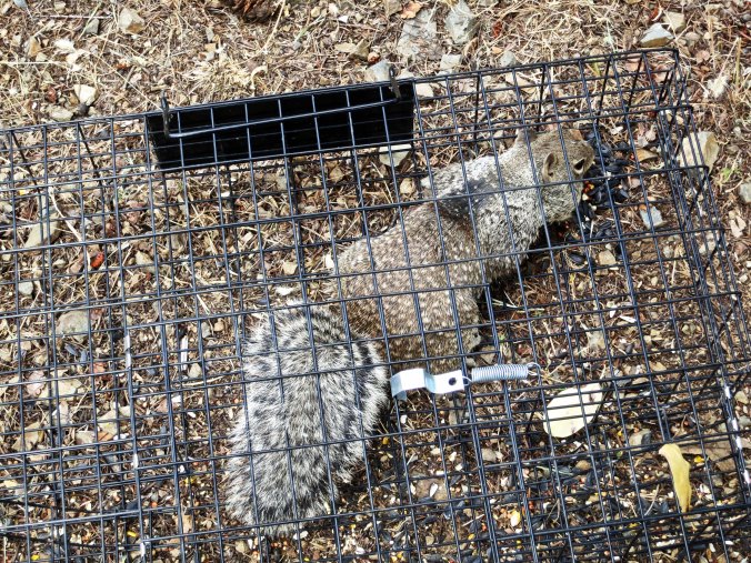 The first squirrel of the day caught in the squirrelinator trap. He was working hard at getting out but not before he stuffed his cheeks with all of the birdseed I had put in the trap. He spit it out when I came up to take his photo, like he didn't want to get caught with the evidence.