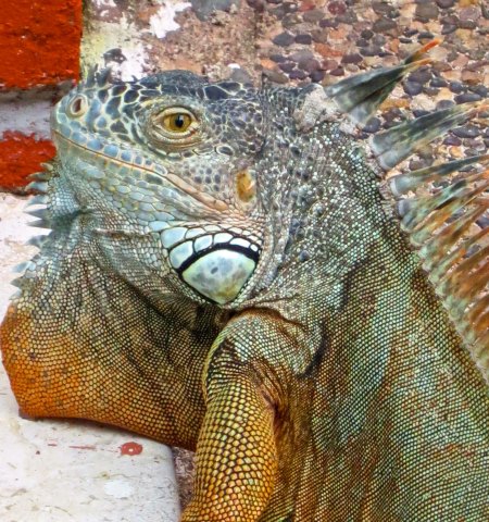 Senor Iggy the iguana came to visit us when we were in Puerto Vallarta.