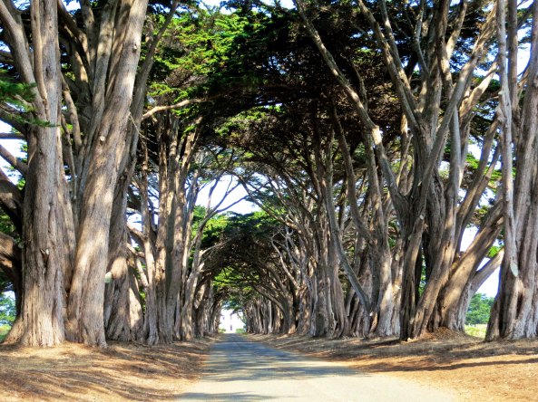1 Tunnel of Cypress Trees at Marconi-RCA wireless site Point Reyes