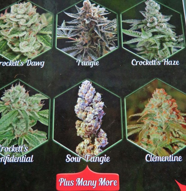 And you have to decide what type of cannabis you are going to plant. There are literally hundreds of string that have been developed, all with different strengths, and if you accept the literature, different qualities. 