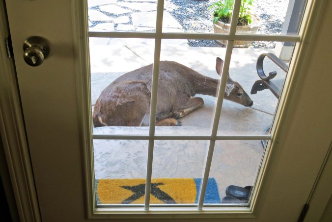 Pregnant doe sleeping on back porch in Oregon.