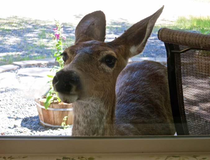 A nosy neighbor. If one window doesn't work, the deer go around our house, peering in each window.