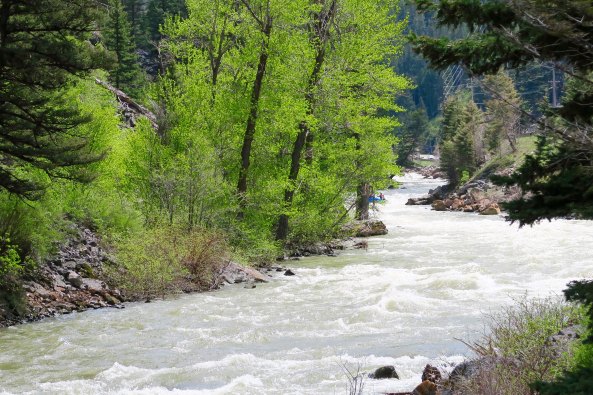 Snow melt turns the Gallatin River of Montana into a river runner's dream.