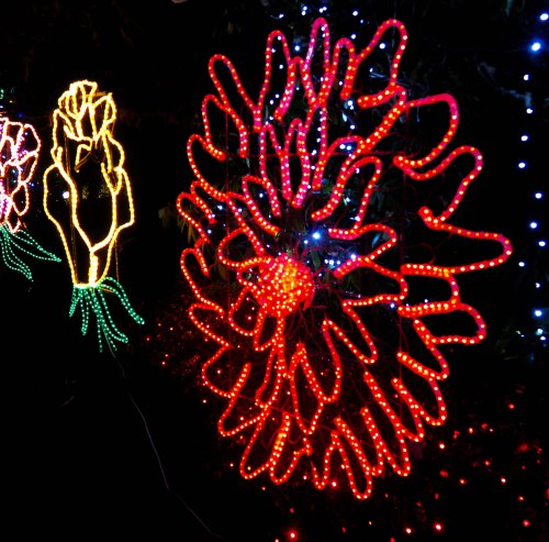 Flowers at Oregon's Shore Acres' State Park Holiday of Lights display.