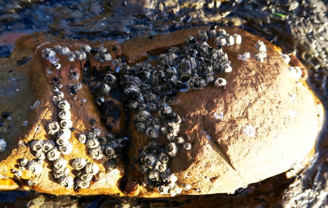 Barnacles attached to a rock at Sunset Bay State Park on the Oregon Coast.