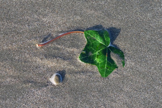 Just for fun, I found this ivy leaf adding a splash of green to the beach.