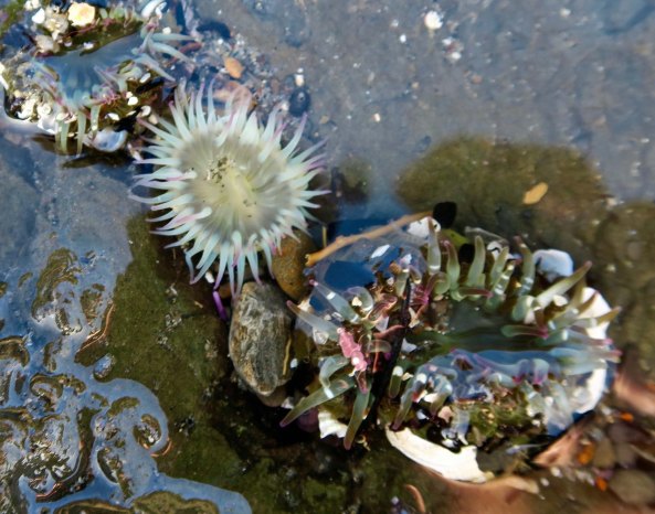 Sea anemones found in a tide pool at Sunset Bay on the Oregon Coast near Coos Bay.
