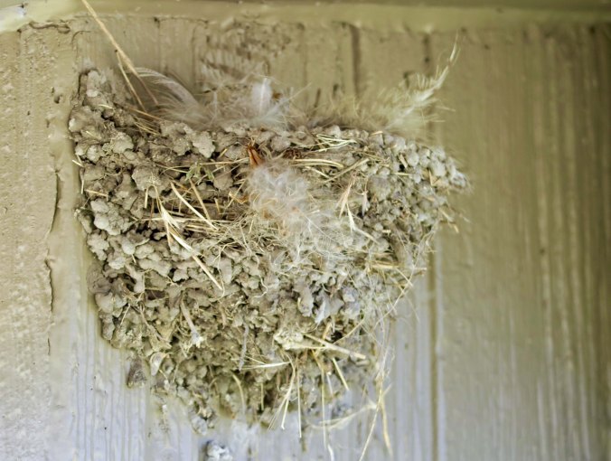 Swallow nest at Captain Jacks Stronghold