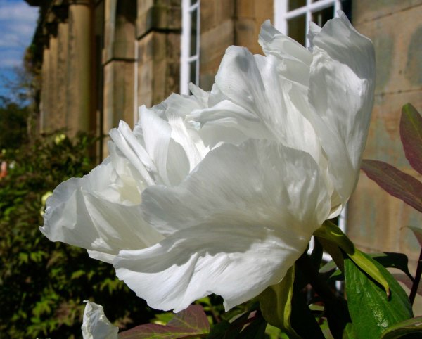 Flower 19 at Chatsworth