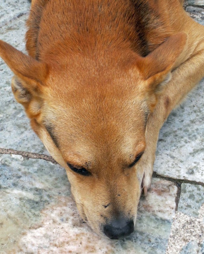 Dog at Pompeii