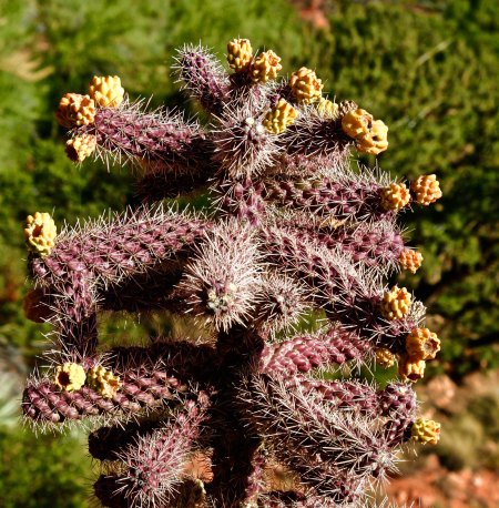 Sedona Cactus