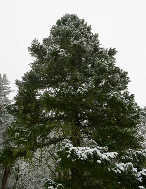 Douglas Fir on Applegate River dusted with snow.