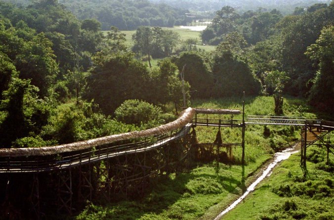 Jungle walkway in Brazil