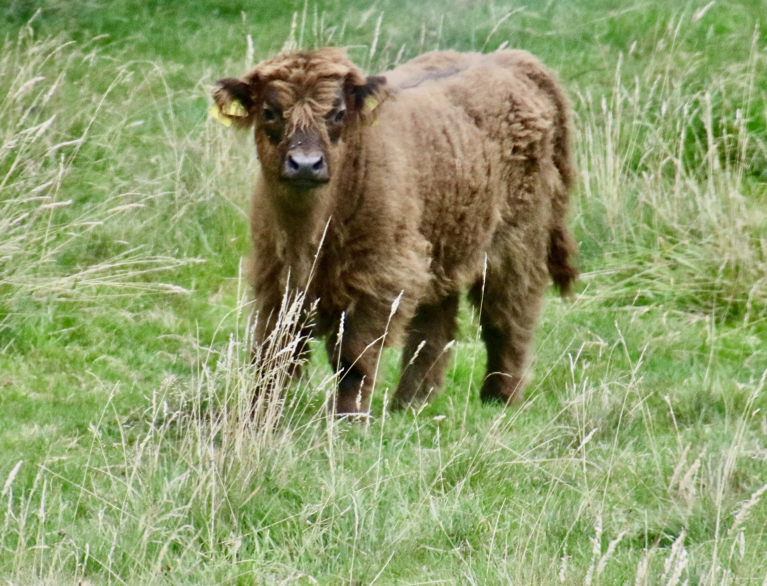 Photo of Scottish Calf in Black Forest by photographer Peggy Mekemson.
