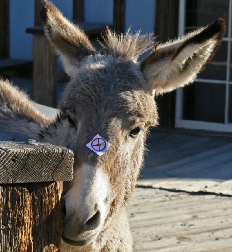 Photo of young donkey in Oatman, Arizona by Curt Mekemson